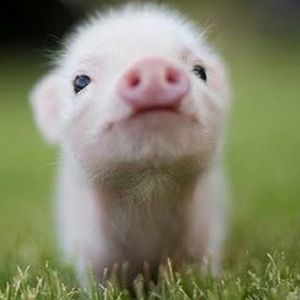 Meet your Posher, Aleen